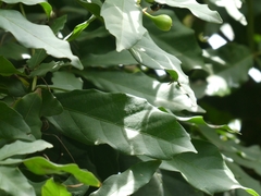 Paullinia pinnata