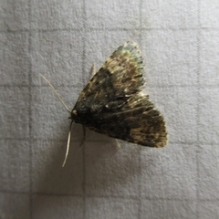 Metalectra diabolica