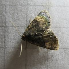 Metalectra diabolica