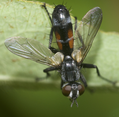 Cylindromyia interrupta