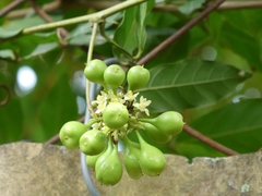 Paullinia pinnata