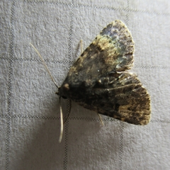 Metalectra diabolica