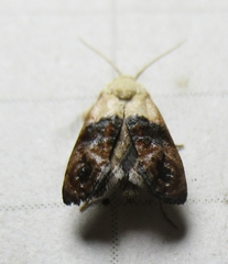 Eugnosta erigeronana