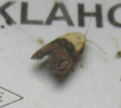 Eugnosta erigeronana