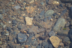 Oligocottus maculosus