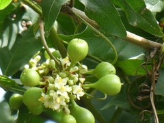 Paullinia pinnata