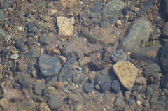 Oligocottus maculosus