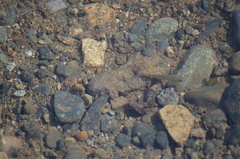 Oligocottus maculosus