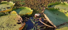 Giant Water Lily (Victoria cruziana)