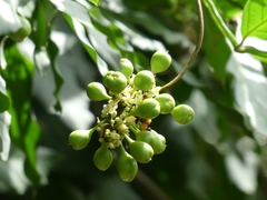 Paullinia pinnata