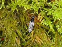 Bibio palliatus