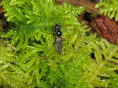 Bibio palliatus