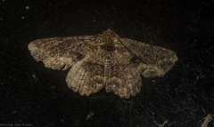 Paradromulia ambigua