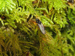 Bibio palliatus