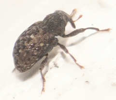 Apteromechus ferratus