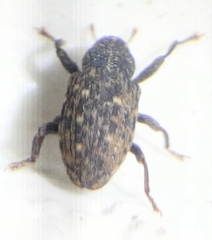 Apteromechus ferratus