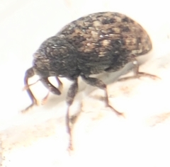 Apteromechus ferratus