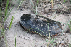 Mesoclemmys raniceps