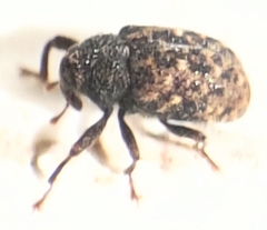 Apteromechus ferratus