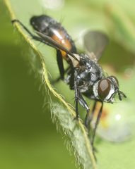 Cylindromyia interrupta