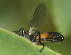 Cylindromyia interrupta