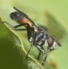 Cylindromyia interrupta