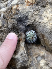 Mammillaria haageana meissneri
