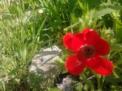 Ranunculus asiaticus