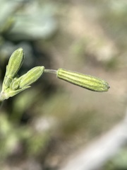 Silene drummondii