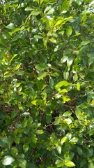 Magnoliopsida