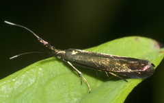 Coleophora deauratella