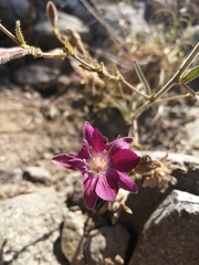 Malesherbia linearifolia