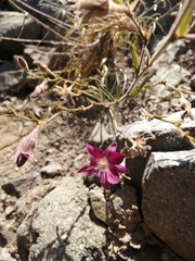 Malesherbia linearifolia