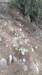 Sphaeralcea obtusiloba