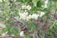 Ceanothus martini