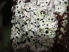 Tephromelataceae