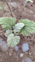 Sphaeralcea obtusiloba