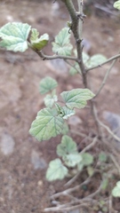 Sphaeralcea obtusiloba