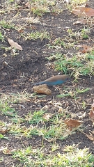 Uraeginthus bengalus