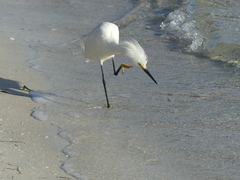 Egretta thula image