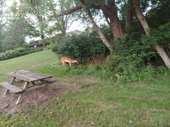 Odocoileus virginianus