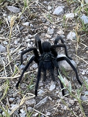 Aphonopelma gabeli