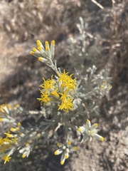 Tetradymia