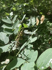 Amorpha ouachitensis