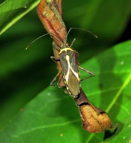 Zoreva lacerna