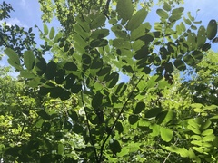 Amorpha ouachitensis