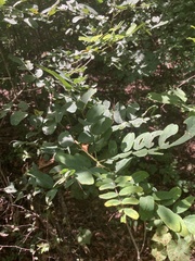 Amorpha ouachitensis