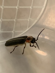 Photinus pyralis