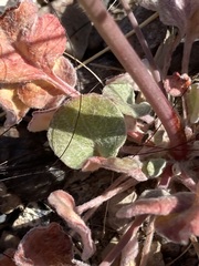 Eriogonum nutans glabratum