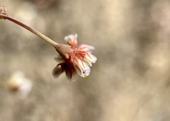 Eriogonum nutans glabratum